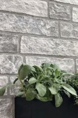 PAVE DELLE ALPI PAVE DELLE ALPI