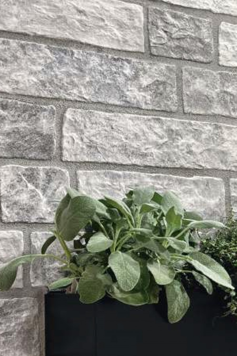 PAVE DELLE ALPI PAVE DELLE ALPI